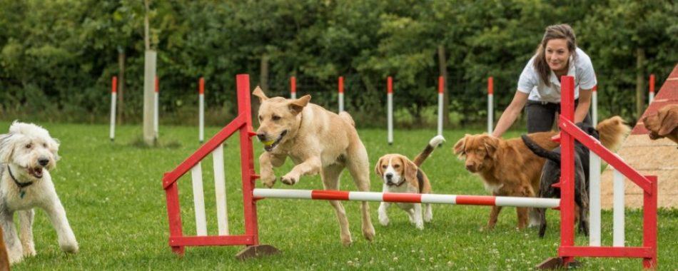 how to start a doggy daycare