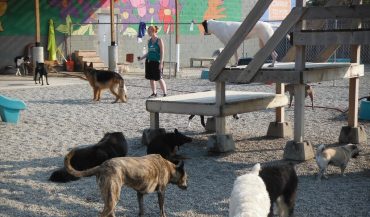 how to start a doggy daycare